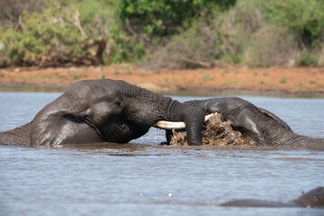 Éléphant d'Afrique, Loxodonta africana, Parc national Kruger, Afrique du Sud