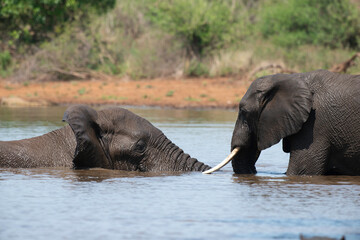 Éléphant d'Afrique, Loxodonta africana, Parc national Kruger, Afrique du Sud
