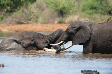 Éléphant d'Afrique, Loxodonta africana, Parc national Kruger, Afrique du Sud