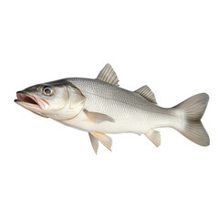 Obraz premium a realistic illustration of a fish. showcasing its streamlined body. fins. and distinct facial features the fish appears to be positioned on a plain background. emphasizing its details and form. suita