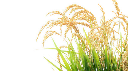 close-up view of ripe rice grains. showcasing the golden-yellow color of the rice heads against a clean white background the vibrant green stalks contrast beautifully with the grains. highlighting the