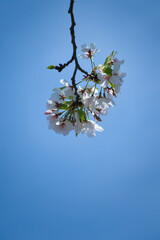 散り際の儚い葉桜