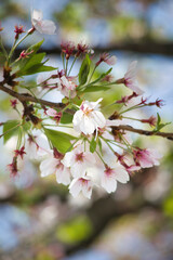 散り際の儚い葉桜