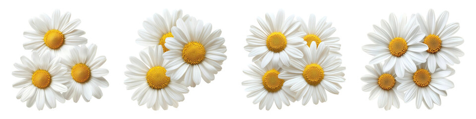 PNG Vibrant daisies in clusters., elements on transparent background © Rawpixel.com