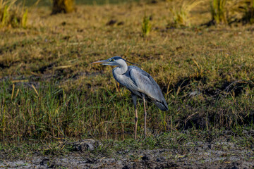 Black Headed Heron, Africa, Botswana