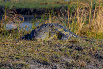 Crocodile, Africa, Botswana