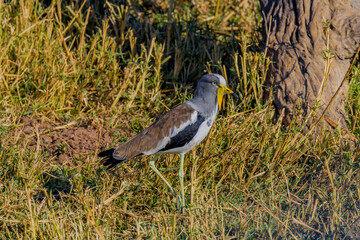 African Wattled Lapwing, Africa, Botswana