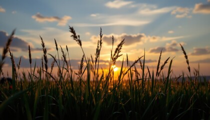 Fototapeta premium Sunset over tall grass rural landscape nature photography tranquil environment close-up view calmness concept