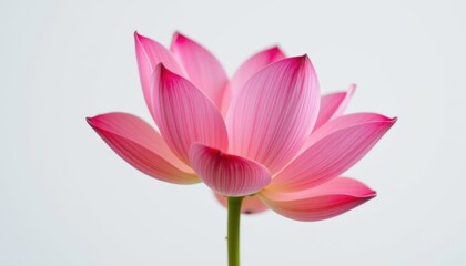 Fototapeta premium Delicate lotus flower in tranquil setting nature photography serene environment close-up view