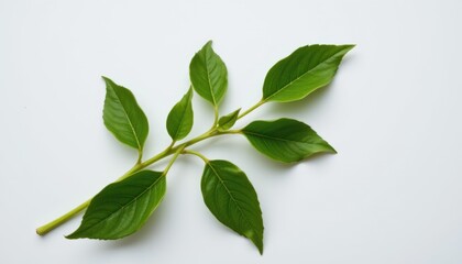 Obraz premium Lush green leaves close-up nature scene botanical photography clean background aesthetic beauty