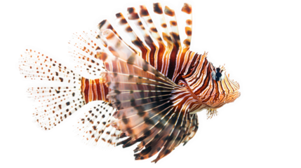 a vibrant lionfish swimming gracefully against a white background. highlighting its striking patterns and elongated fins this depiction emphasizes the fish's unique features and beauty. making it suit