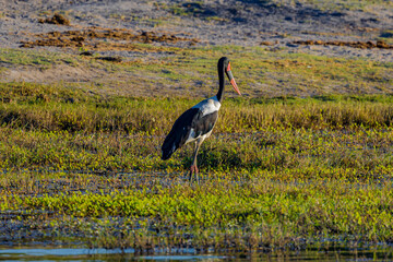 Saddle-billed stork, Africa, Botswana