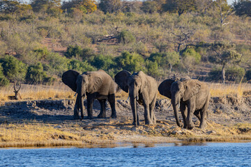 Elephants, Africa, Botswana