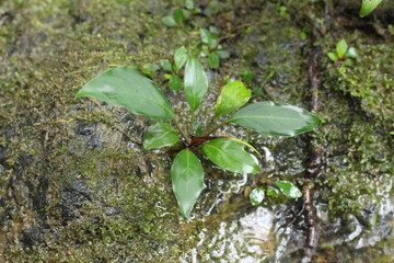 Deep of Meratus Mountain in Borneo Rainforest, Tanah Bumbu, Indonesia