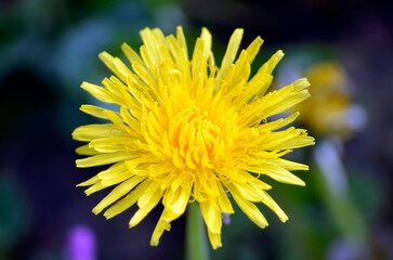 Yellow dandelion close up with dark background