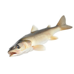 Fototapeta premium fish. likely a species of bass. displayed on a clean white background the fish has a streamlined body. a light-colored belly. and darker shades on its back. showcasing its natural coloration this repr