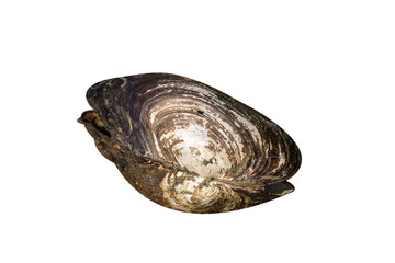 One big black and white river shell. The isolation is on a transparent background in the PNG format.