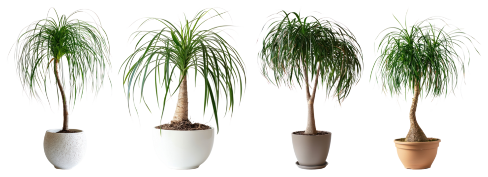 PNG Four potted ponytail palms, element set on transparent background