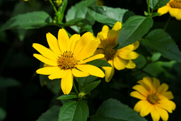 yellow flowers in the garden