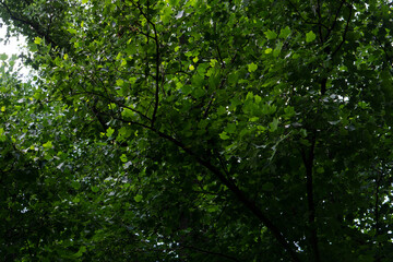 green leaves background