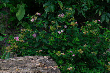 flowers on the stone