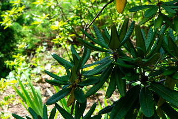 close up of a banana tree in the garden