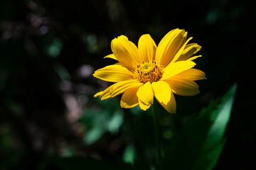 yellow flower on black background