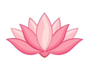 pink lotus flower