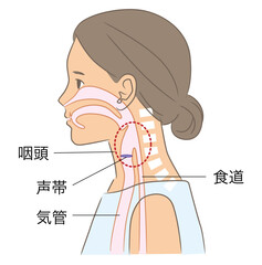 正常な姿勢の女性、頸椎と咽頭のイラスト