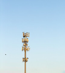 Flock of black birds (unidentified species) perching on a cell tower, with a single bird...