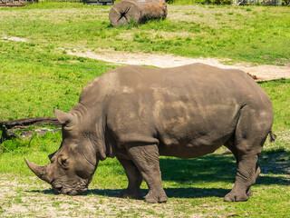 Southern white rhinoceros (binomial name: Ceratotherium simum simum) (the most common subspecies of rhino) grazing in an enclosure in a city zoo in Jacksonville, Florida. Native to southern Africa.
