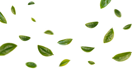 Green tea leaves flying in the air isolated on background.