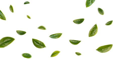 Green tea leaves flying in the air isolated on background.