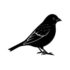 Obraz premium Finch Silhouette vector illustration