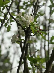green apple tree