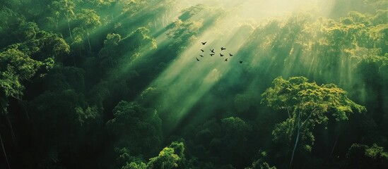 Obraz premium Lush Sunlight Piercing Dense Rainforest Canopy