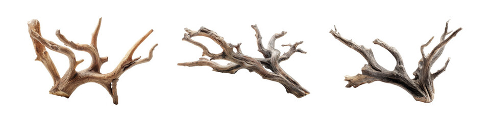 Fototapeta premium Nature set collection of branches