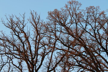 tree branches against blue sky
