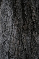 bark of a tree