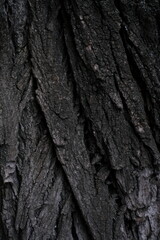tree bark texture