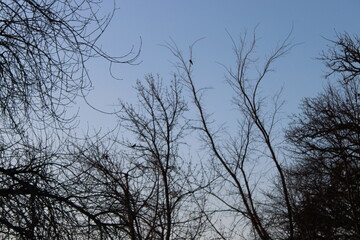 bird in trees in the sky