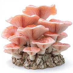 Cluster of pink oyster mushrooms on rocky surface with gills visible