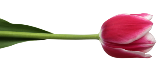 isolated beautiful fresh pink tulip