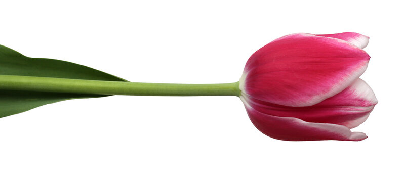 isolated beautiful fresh pink tulip