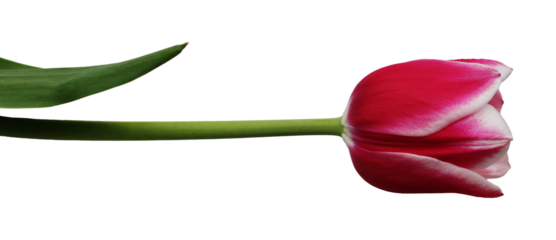 isolated beautiful fresh pink tulip