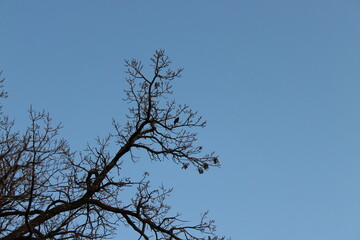 birds on the branches in the sky