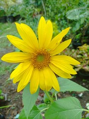 yellow sunflower flower in the garden