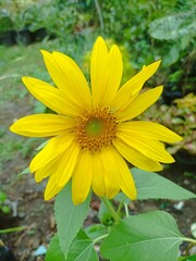yellow flower in the garden, sunflower