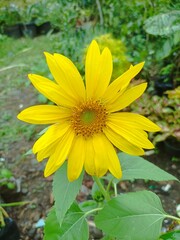 yellow sunflower flower in the garden