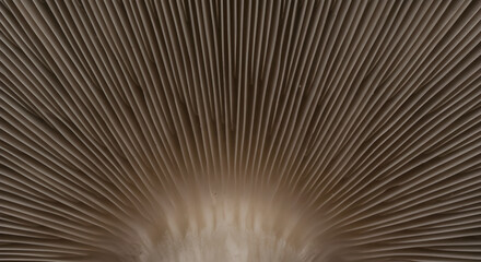 Fungus Gills Texture: A Detailed Close-Up of Mushroom Lamellae